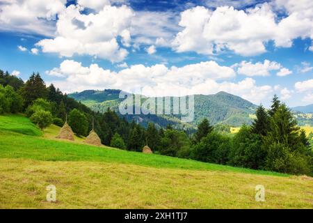 haystacks on a grassy hill. traditional rural scenery of mountainous carpathian countryside landscape of ukraine. calm sunny afternoon with cloud on t Stock Photo