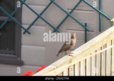 A single juvenile starling on a fence panel overlooking a bird feeder. Wing markings. Stock Photo