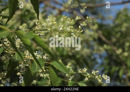 Neem flower closeup. Azadirachta indica. Neem. Margosa. Nim tree. Indian lilac. Stock Photo