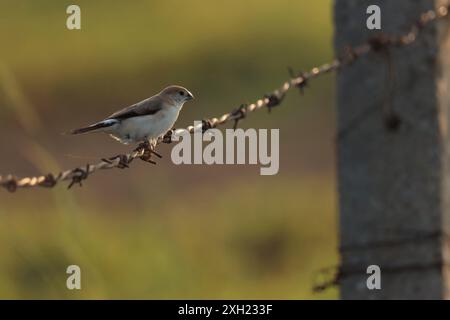 Small brown bird on barbed wire. Bird background. Animal background. Stock Photo