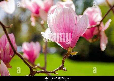 big bright flower of magnolia soulangeana tree in full bloom. beautiful ...