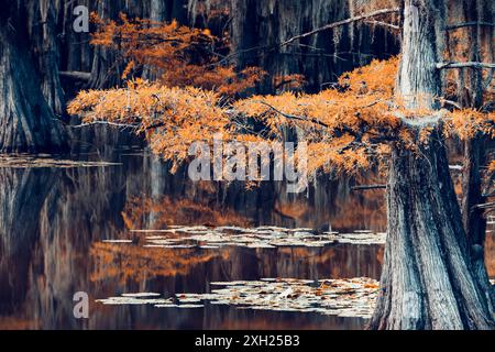 Magical scenery with cypress trees and spanish moss at the Caddo Lake, Texas Stock Photo