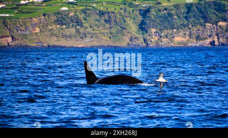 Killer Whale or Orca (Orcinus orca) off Sao Miguel Azores Stock Photo