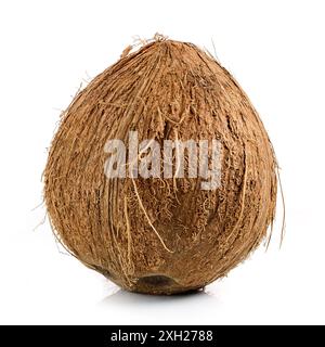 fresh ripe whole coconut fruit isolated on white background Stock Photo