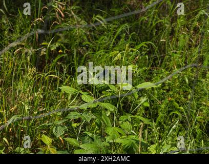 Blue dragonfly sitting on a green leaf on a sunny day Stock Photo