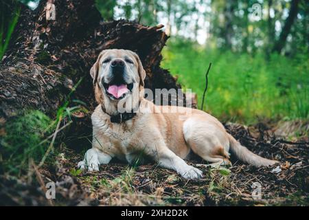 Beautiful Labrador dog lying on the ground in the forest Stock Photo