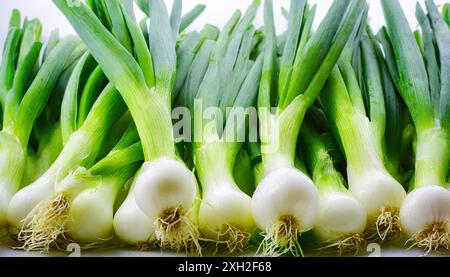 Gemüse, Frühlingszwiebel oder Lauchzwiebel, auch Winterzwiebel, Allium fistulosum Stock Photo