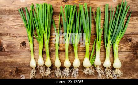 Gemüse, Frühlingszwiebel oder Lauchzwiebel, auch Winterzwiebel, Allium fistulosum Stock Photo