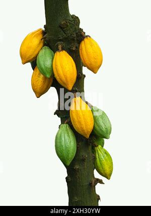 Cacao tree or cocoa tree (Theobroma cacao) is an evergreen tree native to tropical America. Stock Photo