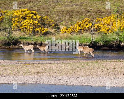 A herd of Red Deer Cervus elaphus, crossing a Scottish river. Stock Photo