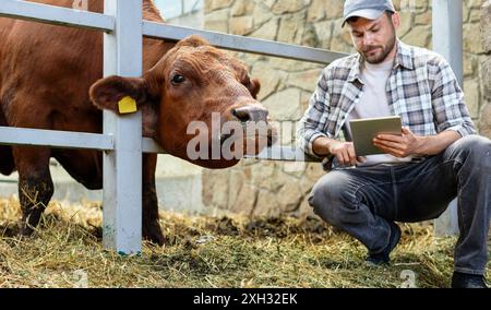 Male farmer inspecting livestock using digital tablet. Cow looks at a tablet in the hands of a farmer. Stock Photo