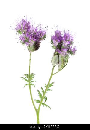 Phacelia flowers isolated on white background. Light purple flowers of Lacy phacelia or blue tansy Stock Photo