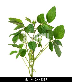 Green soybean bush isolated on white background. Soy bean plant Stock Photo