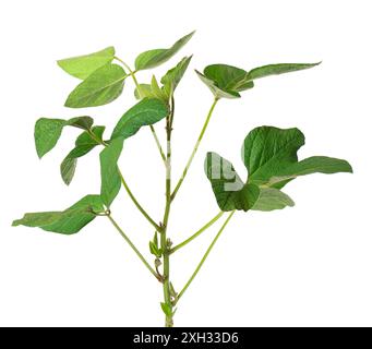 Green soybean bush isolated on white background. Soy bean plant Stock Photo