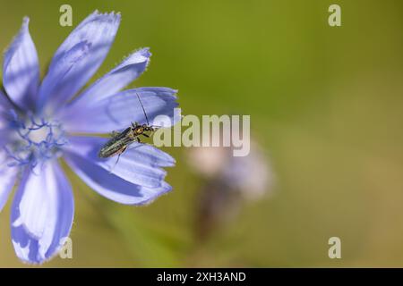 Close-up of an insect sitting on a blossom of a common chicory (Cichorium intybus) in the sun Stock Photo
