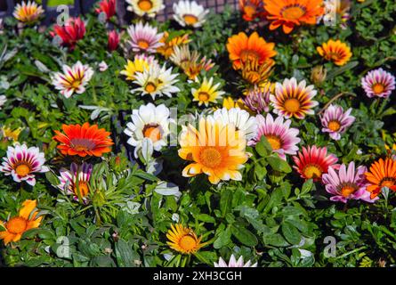 Gazania, Treasure Flower closeup background outdoor. Large daisy-like orange, yellow, white, pink, purple flowers. Stock Photo