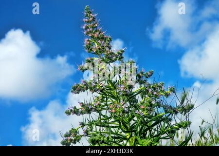 Bugloss, echium (Echium biebersteinii). Dry steppe with intensive grazing of cattle and sheep, but this plant is not eaten because it is highly poison Stock Photo