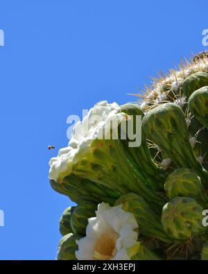 Giant Saguaro Cactus bloom with a bee hovering next to it against a clear blue sky in Phoenix, Arizona Stock Photo