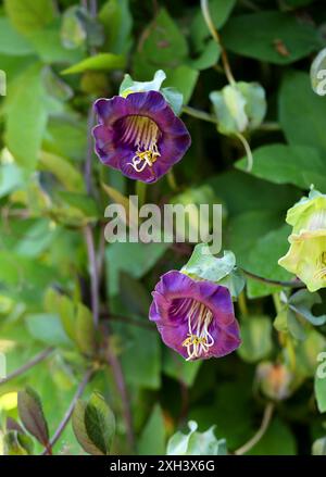 Cathedral Bell Flower, Cobaea scandens, Polemoniaceae. Tropical Americas. Aka Bat Flower, Batflower or Cup and Saucer Vine. Stock Photo