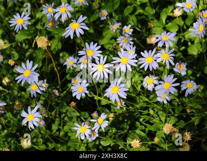 Blue Daisy Bush or Blue Felicia, Felicia amelloides, Asteraceae. South Africa. Stock Photo