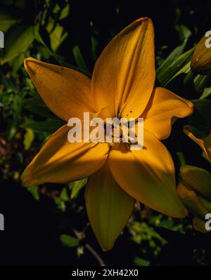 A yellow lily sparkles just like the sun.In the shade, the yellow lily adorns itself with the sun. Stock Photo