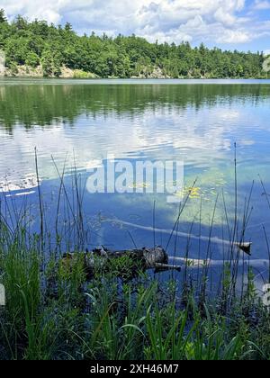 Water plants on the edge of lake with a forested shore and clouds reflecting in the water Stock Photo
