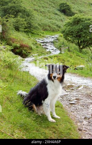 Tricolor tricolour border collie mature male sheep dog sheepdog on mountain path track in Lake District National Park, England Stock Photo