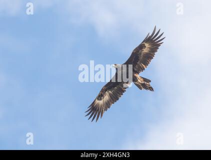 Wedge tailed eagle (aquila audax) Australia's largest bird of prey flying with a isolated sky background. Stock Photo