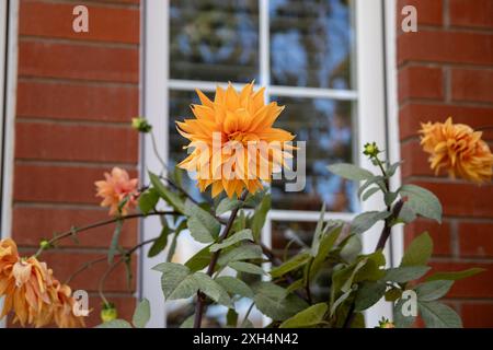 Vibrant orange dahlia in full bloom, set against a backdrop of red brick wall and window reflections, surrounded by green foliage and budding flowers. Stock Photo