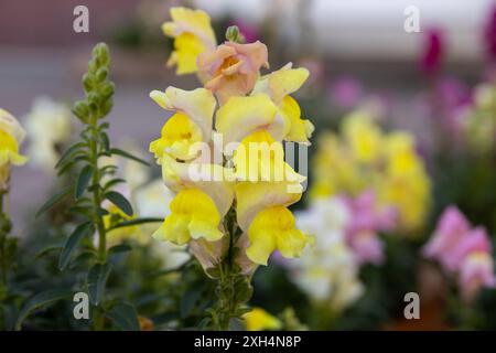 Vibrant yellow snapdragon flowers in bloom - surrounded by floral background - delicate petals and green foliage. Taken in Toronto, Canada. Stock Photo