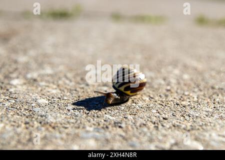 Sunlit garden snail (Cornu aspersum) traversing gritty concrete - intricate shell patterns. Taken in Toronto, Canada. Stock Photo