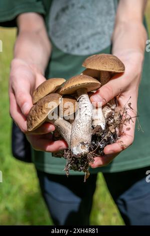 Young boy holding Hazel bolete or Leccinellum pseudoscabrum mushrooms in his hands. Stock Photo