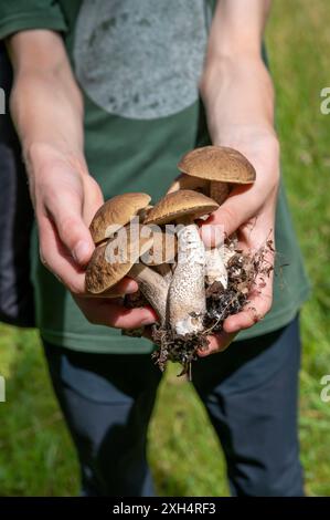 Young boy holding Hazel bolete or Leccinellum pseudoscabrum mushrooms in his hands. Stock Photo