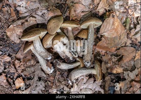 Hazel bolete or Leccinellum pseudoscabrum mushrooms on the ground in the forest. Stock Photo