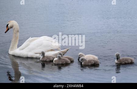 Swan (Cygnus olor) young follow their mother in a pond. She keeps a close eye on her offspring and the environment Stock Photo