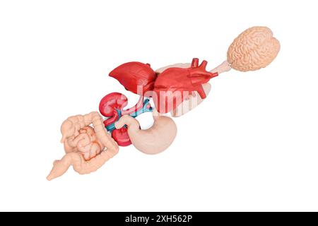 Realistic models showcasing vital human organs like brain, lungs, heart, liver, intestines, kidneys arranged in natural positions for educational purp Stock Photo