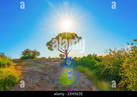 Wisdom Tree beautifully lit by bright sun on hilltop in nature landscape. Stock Photo