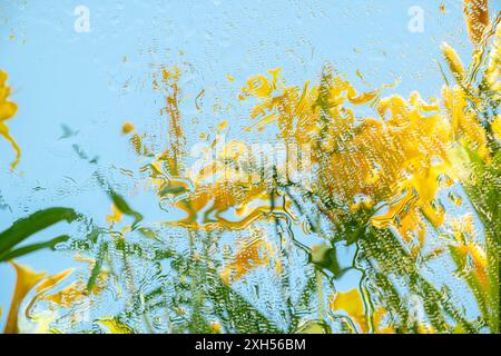 A vibrant abstract image capturing the distorted reflection of yellow flowers in clear blue water, creating a mesmerizing and colorful visual effect. Stock Photo