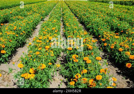 Marigold cultivation in a flower farm in the Fraser Valley, British Columbia, Canada Stock Photo