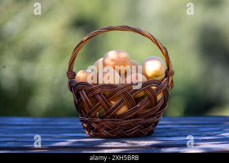 Big apricots in a basket. Stock Photo