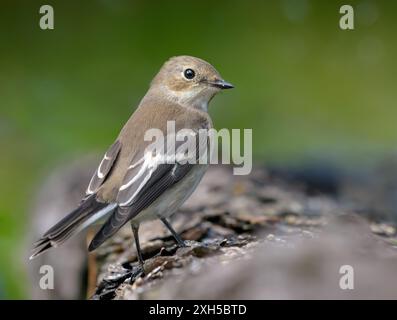 European pied flycatcher (ficedula hypoleuca) sits on fallen trunk with clean green background Stock Photo