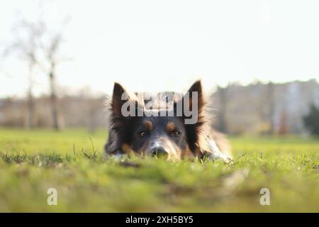 cute dog has his head down. He looks into the camera and waits for the command to leave. He lie on field at sunset. Stock Photo