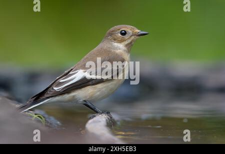 Female European pied flycatcher (ficedula hypoleuca) sits on small twig in water pond with clean green background Stock Photo