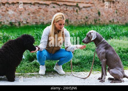 Young woman training weimaraner and black poodle in the park Stock Photo