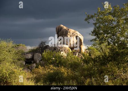 Ancient Granite outcrops are a feature of the African Bushveld. These ...