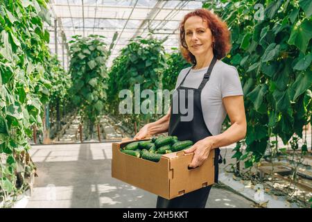 Female farmer stands between rows of growing cucumbers in industrial greenhouse. Positive adult woman gardener carries in hands harvest of cucumbers Stock Photo