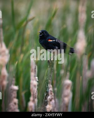 Red-winged black bird callling while perched in grassy wetland. Stock Photo