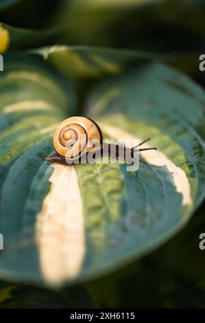 Close up of garden snail crawling across green hosta leaf. Stock Photo