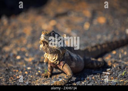 A bearded dragon lizard sitting on rocky ground, looking alert Stock Photo