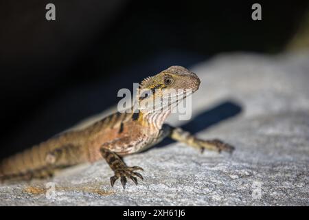 A young bearded dragon lizard on a rock, basking in the sun Stock Photo